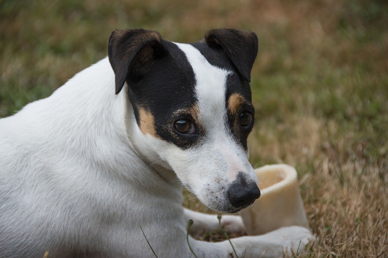 Peut-on donner des os à ronger à son chien